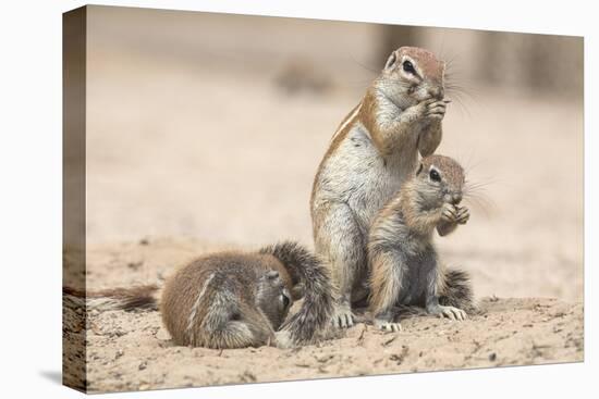 Ground Squirrels (Xerus Inauris), Kgalagadi Transfrontier Park, Northern Cape, South Africa, Africa-Ann & Steve Toon-Premier Image Canvas