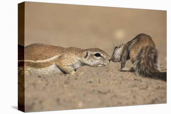 Ground Squirrels (Xerus Inauris), Kgalagadi Transfrontier Park, Northern Cape, South Africa, Africa-Ann & Steve Toon-Premier Image Canvas