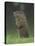 Groundhog Woodchuck, Great Smoky Mountains National Park, Tennessee, USA-Adam Jones-Premier Image Canvas