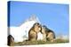 Groundhogs, Two, at the Side-Reiner Bernhardt-Premier Image Canvas