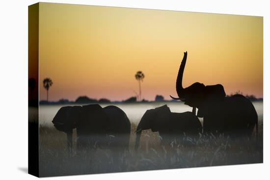 Group Of African Elephants (Loxodonta Africana) Silhouetted At Sunrise, Okavango Delta, Botswana-Wim van den Heever-Premier Image Canvas