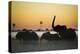 Group Of African Elephants (Loxodonta Africana) Silhouetted At Sunrise, Okavango Delta, Botswana-Wim van den Heever-Premier Image Canvas