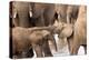 Group of African elephants with baby (Loxodonta africana), Serengeti National Park, Tanzania, East -null-Premier Image Canvas