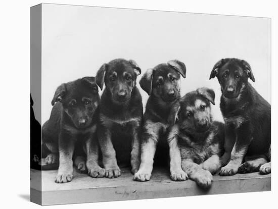 Group of Alsatian Puppies-Thomas Fall-Premier Image Canvas