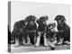 Group of Alsatian Puppies-Thomas Fall-Premier Image Canvas