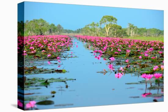 Group of Beautiful Blossom Lotus-num_skyman-Premier Image Canvas