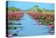 Group of Beautiful Blossom Lotus-num_skyman-Premier Image Canvas