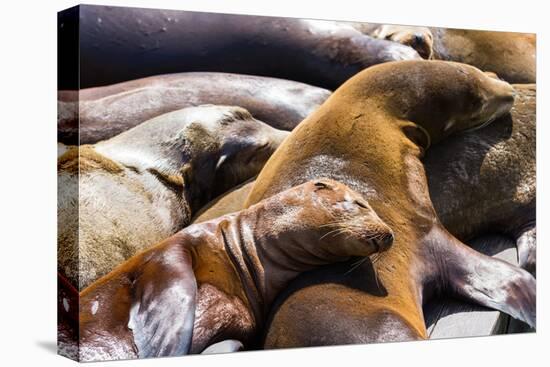 Group of California Sea Lions Sun Bathing on the Floating Docks in San Francisco-wollertz-Premier Image Canvas