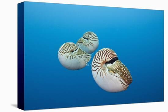 Group of Chambered Nautilus (Nautilus Belauensis), Micronesia, Palau-Reinhard Dirscherl-Premier Image Canvas