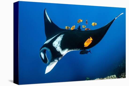 group of clarion angelfish cleaning an oceanic manta ray-alex mustard-Premier Image Canvas