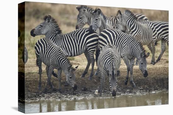 Group of common zebra (plains zebra) (Burchell's zebra) (Equus burchelli) drinking, Mikumi National-James Hager-Premier Image Canvas