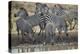 Group of common zebra (plains zebra) (Burchell's zebra) (Equus burchelli) drinking, Mikumi National-James Hager-Premier Image Canvas