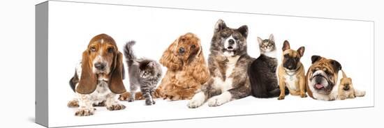 Group of Dogs and Cat Different Breeds, Cat and Dog-Lilun-Premier Image Canvas