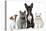 Group of Dogs and Cats in Front of White Background-Life on White-Premier Image Canvas