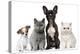 Group of Dogs and Cats in Front of White Background-Life on White-Premier Image Canvas