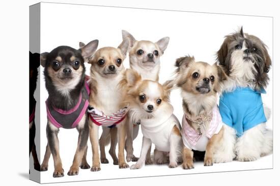 Group Of Dogs Dressed-Up : 5 Chihuahuas And A Shih Tzu-Life on White-Premier Image Canvas