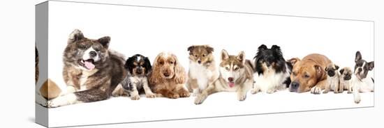 Group of Dogs-Lilun-Premier Image Canvas