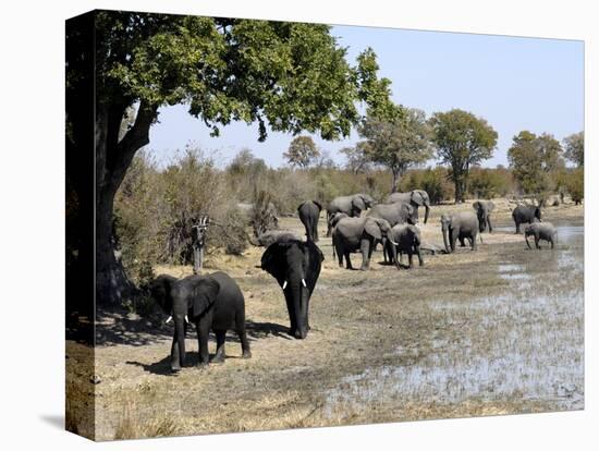 Group of Elephants After Mud Bath, Hwange National Park, Zimbabwe, Africa-null-Premier Image Canvas