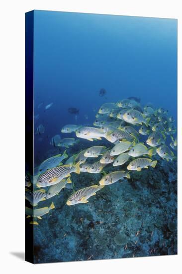 Group of Fish Swimming in Sea-Michele Westmorland-Premier Image Canvas