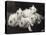 Group of Five Adorable White Fluffy Chinchilla Kittens Lying in a Heap Looking up at Their Owner-Thomas Fall-Premier Image Canvas