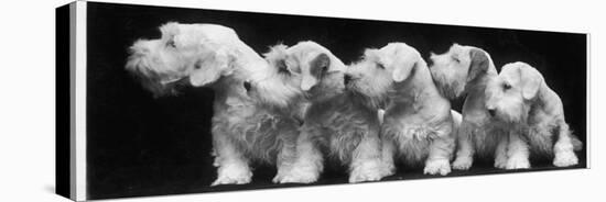 Group of Five Sealyham Puppies Looking Away from the Camera-Thomas Fall-Premier Image Canvas