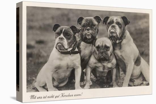 Group of Four Bulldogs Sitting Close Together-null-Stretched Canvas