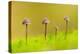 Group of four Mycena toadstools on mossy stump, UK-Ross Hoddinott-Premier Image Canvas