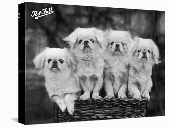 Group of Four "White" Pekingese Puppies in a Basket Owned by Stewart-null-Premier Image Canvas