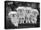 Group of Four "White" Pekingese Puppies in a Basket Owned by Stewart-null-Premier Image Canvas