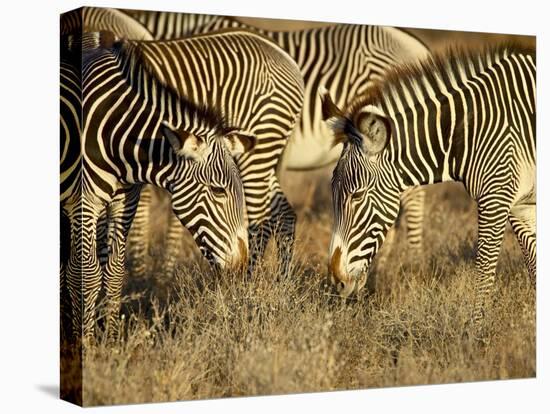 Group of Grevy's Zebra Grazing, Samburu National Reserve, Kenya, East Africa, Africa-James Hager-Premier Image Canvas