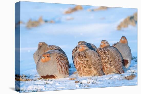 Group of Grey partridge huddled for warmth in snowy field-Edwin Giesbers-Premier Image Canvas