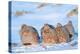 Group of Grey partridge huddled for warmth in snowy field-Edwin Giesbers-Premier Image Canvas