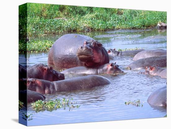 Group of Hippos in a Small Water Hole, Tanzania-David Northcott-Premier Image Canvas