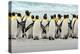 Group of King Penguins Coming Back Together from Sea to Beach with Wave a Blue Sky, Volunteer Point-Ondrej Prosicky-Premier Image Canvas
