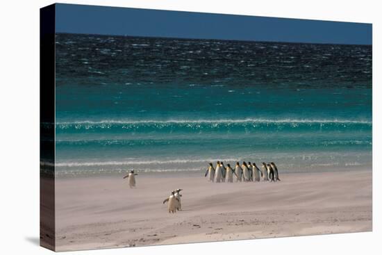 Group of King Penguins Falkland Island-null-Premier Image Canvas