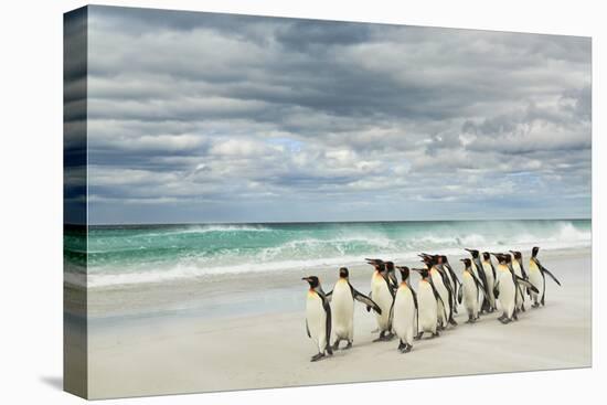 Group of King Penguins on beach, Volunteer Point, East Island, Falkland Islands-Adam Jones-Premier Image Canvas