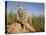 Group of Meerkats, Kalahari Meerkat Project, Van Zylsrus, Northern Cape, South Africa-Toon Ann & Steve-Premier Image Canvas