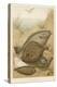 Group of Mixed Flat Fish: Halibut Turbot Flounder Plaice and Sole-P. J. Smit-Stretched Canvas