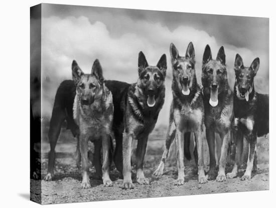 Group of Mrs Leslie Thornton's Celebrated "Southdown" Alsatians-Thomas Fall-Premier Image Canvas