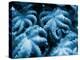 Group of Octopuses-Victor Habbick-Premier Image Canvas