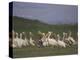 Group of Pelicans Resting on the Ground at Dusk, Galilee Panhandle, Middle East-Eitan Simanor-Premier Image Canvas