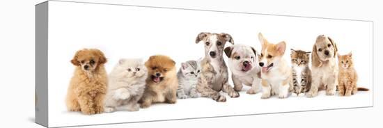 Group of Puppies and  Kitten of Different Breeds, Cat and Dog-Lilun-Premier Image Canvas