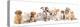 Group of Puppies and  Kitten of Different Breeds, Cat and Dog-Lilun-Premier Image Canvas