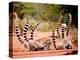 Group of Ringtailed Lemur, Lemur Catta, in Berenty Reserve Madagascar Eating Soil for Detoxificatio-Hajakely-Premier Image Canvas