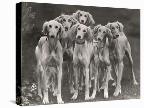 Group of Salukis Registered in Miss Doxford's First Litter by Sarona Kelb Ex Tazi of Ruritania Born-Thomas Fall-Premier Image Canvas