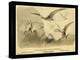 Group Of Small Flying Dragons, Or Pterodactyls-Joseph Smit-Stretched Canvas