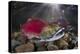 Group Of Sockeye Salmon (Oncorhynchus Nerka) In Their Spawning River-Alex Mustard-Premier Image Canvas