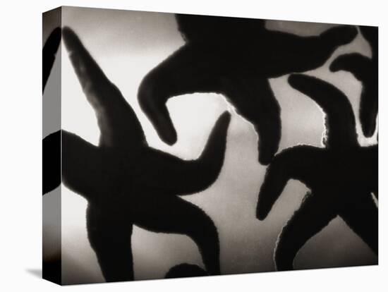 Group of Starfish-Henry Horenstein-Premier Image Canvas