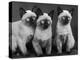 Group of Three Sweet Siamese Kittens Sitting Together-Thomas Fall-Premier Image Canvas