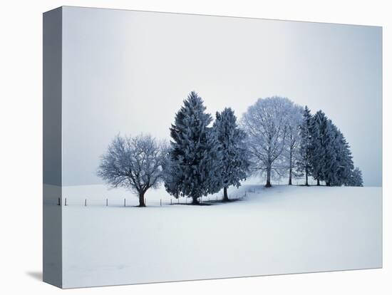 Group of trees in winter-Herbert Kehrer-Premier Image Canvas